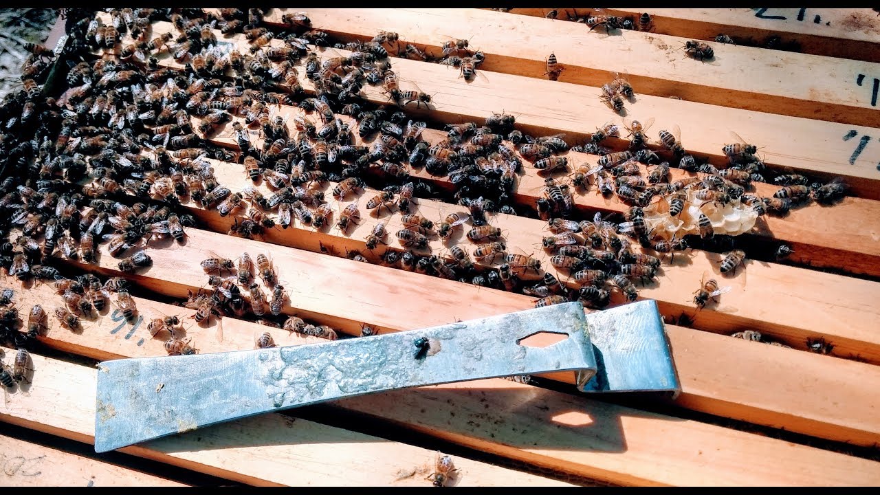 Sugar Roll Varroa Mite Test YouTube