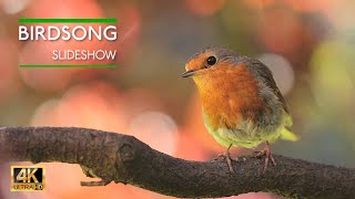 4K  Realtime BIRDSONG Slideshow. Mountain Birds Singing in the morning.