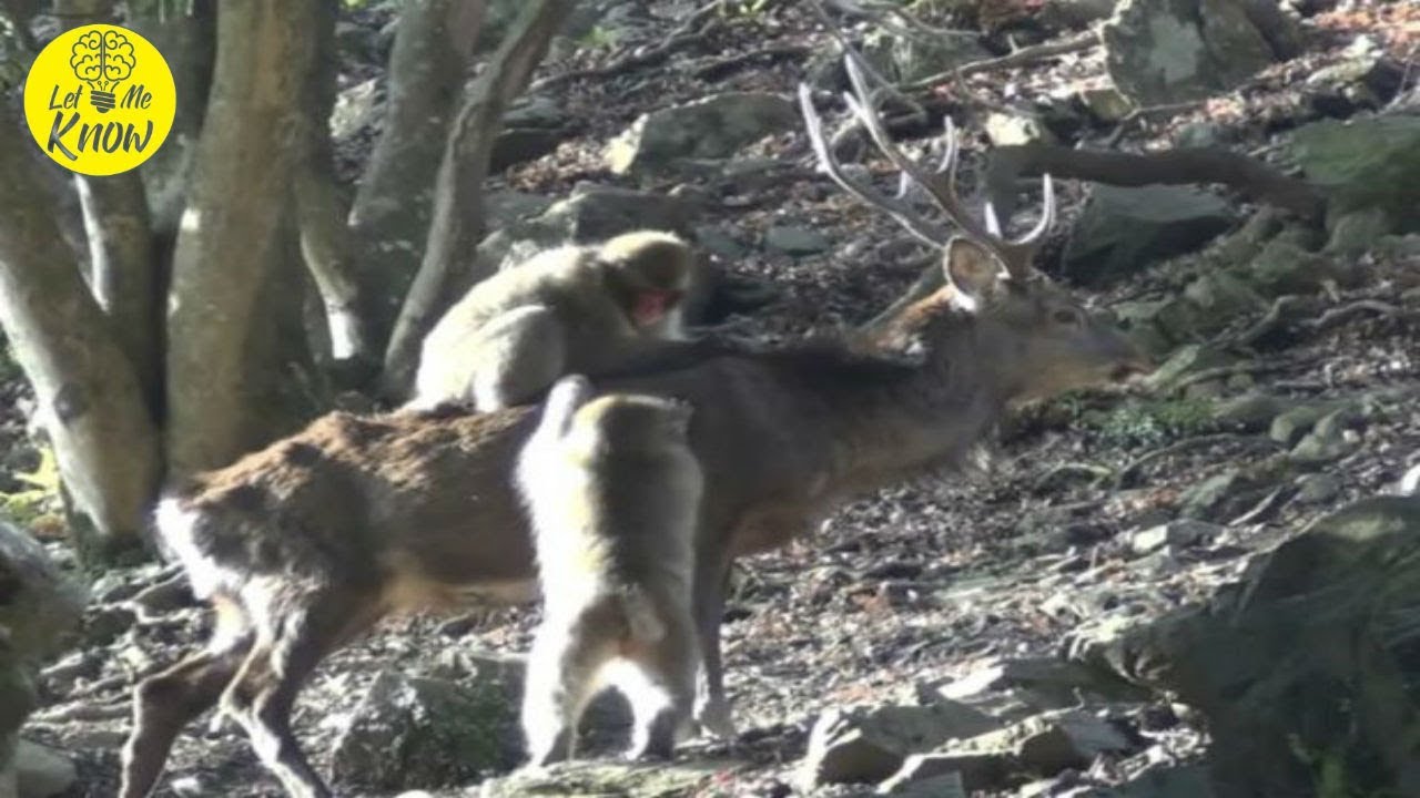 Why Are Japanese Monkeys Trying to Have S e x with Deer - YouTube