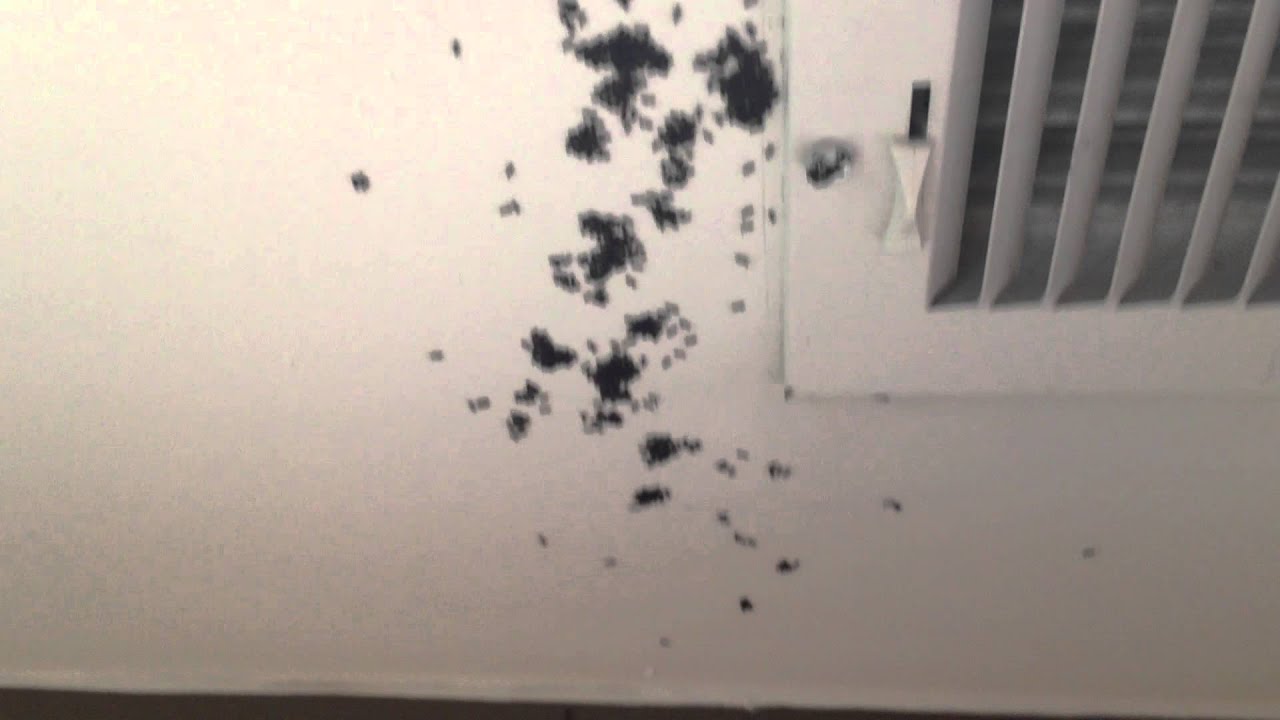 Ants leaving a heat duct YouTube