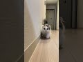 おそらく世界最速🫣笑#マンチカン #子猫
