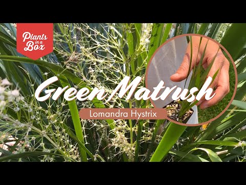 Video: Kas ir Lomandra Grass: uzziniet par Lomandras informāciju un apkopi