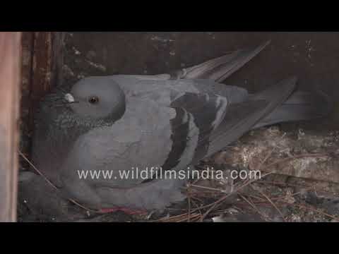 Rock Pigeon hatchling with unhatched egg incubated by female inside nest
