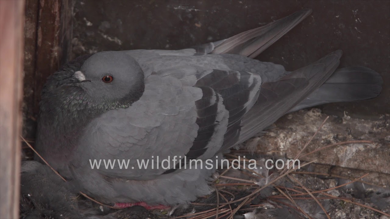 Rock Pigeon hatchling with unhatched egg incubated by female inside nest