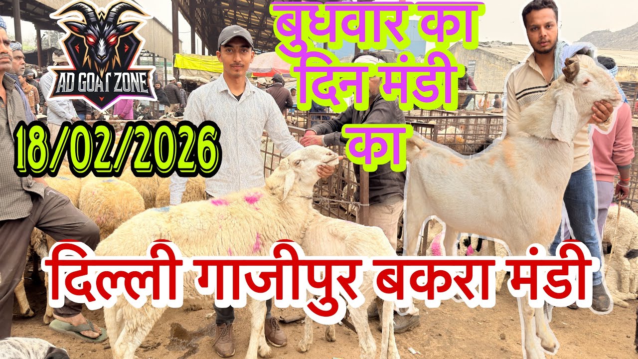 बुधवार का दिन GAZIPUR BAKRA MANDI 18/02/2026 @ADGoatzone #viralvideo #gazipurbakramandi #shortvideo 
