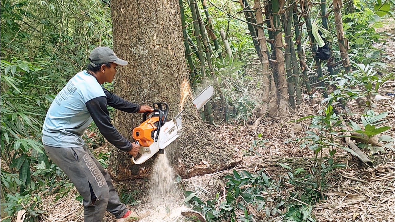 Felling of a trembesi tree in a bamboo clump, Stihl ms 881 chainsaw ...