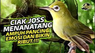 Ciak Joss Kecial Kuning MENANTANG Ampuh Pancing EMOSI dan Bikin RIBUT‼️| PEPADU KECIAL