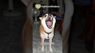 อย่าโดนหน้ายิ้มหลอก! เด็ดขาด 🐕 มีมตลกแต่ตัวจริงอินดี้เบอร์สิบ! 😱