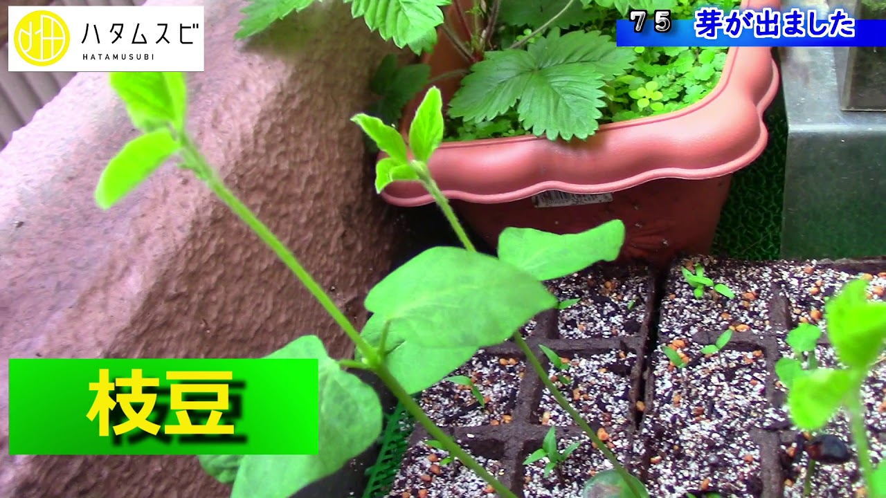 ハタムスビ 75 種から芽が出ました いんげん枝豆ピーマンなす Youtube