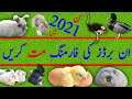 NO Turkey, Rabbit, Ostrich & Duck Farming in Pak | پاکستان میں خرگوش بطخ شترمرغ  ٹرکی فارمنگ مت کریں