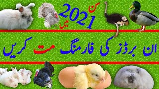 NO Turkey, Rabbit, Ostrich & Duck Farming in Pak | پاکستان میں خرگوش بطخ شترمرغ  ٹرکی فارمنگ مت کریں