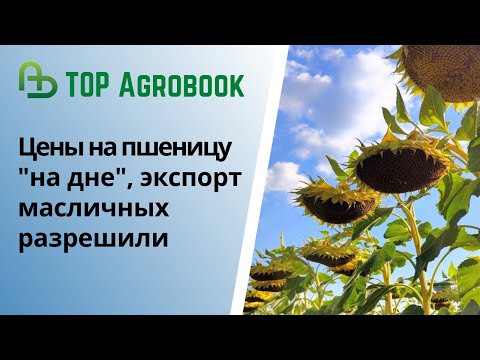 Цены на пшеницу