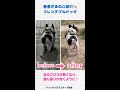 後ろ足のクロスも戻り!ぐっすり寝れるように⭐️体重を支える大切な4本足。そして股関節をケアしています。4足歩行の動物は背骨と股関節が大切!#shorts #宝塚 #湘南台 #ドッグラン #健康診断