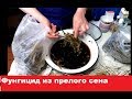 Фунгицид из ПРЕЛОГО СЕНА. Часть 1. Приготовление прелого  сена.