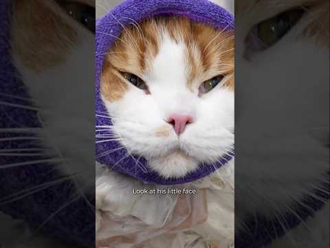 This Maine Coon Cat Turned Into a Pingpong Ball 😂