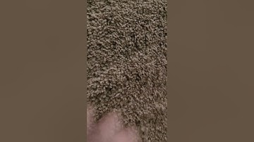 2+ minutes of carpet scratching asmr #asmr #asmrsounds #asmrlofi #asmrscratching