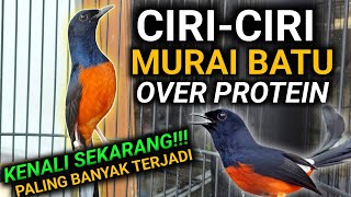 CIRI-CIRI MURAI BATU KELEBIHAN PROTEIN CARA MERAWAT MURAI BATU | DRK MURAI BATU
