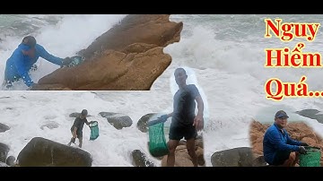 Nghề nguy hiểm nhất của ngư dân miền trung//Nghề hái rong mứt biển//Ngư dân miền biển