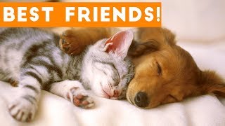 ⁣Cutest Animal Friendships Compilation 2017| Funny Pet Videos