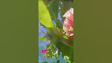 تلاوه خاشعه #المصحف #الرحمن #راحة_نفسية #القرآن #peace #beautiful #القرآن_الكريم