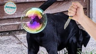 The Funniest Dogs And Cats Videos From The Year [ANIMALS] #66 by Maymoc Animals 213 views 1 year ago 7 minutes, 28 seconds
