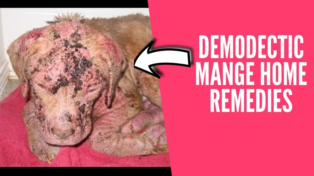 demodectic mange home remedies - how to treat mange in dogs || home
