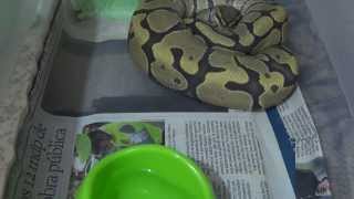 Orange Ghost Ball Python