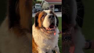 #saintbernard #dog is BIG and Beautiful