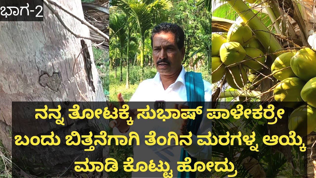 ಉಳುಮೆ ಮಾಡಿ ಮಾಡಿ ತೋಟದಲ್ಲಿದ್ದ ತೆಂಗಿನ ಮರಗಳೆಲ್ಲಾ ಹಾಳಾಗೋದು... ಉಳುಮೆ ಬಿಟ್ಟ ಮೇಲೆ ನಮ್ಮ ತೋಟ ಉಳಿಯಿತು