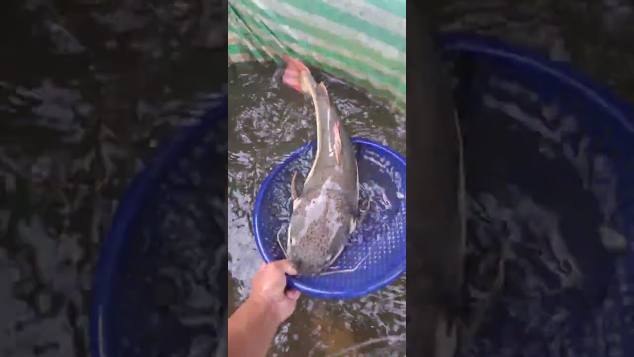 @Cá Đặc Sản ✅ Trại Cá Giống Miền Tây đầy đủ Cá Nước Ngọt #cágiống #cátra #cálóc #cátrê @Giá Thủy Sản