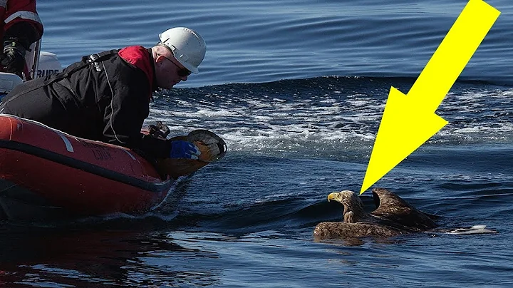 Two Men Rescue Drowning Bald Eagle From Lake