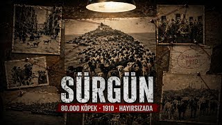 80.000 Köpeği Adaya Sürdüler — Halk Durdurmaya Çalıştı