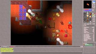 Tibia [7.3] Rookgaard Minotaurs