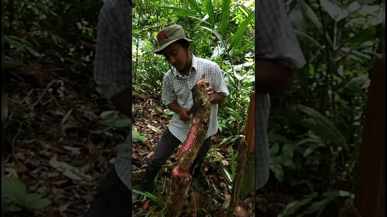 Kayu BAJAKAH MERAH dr Hutan Sulawesi Alhamdulillah bs 