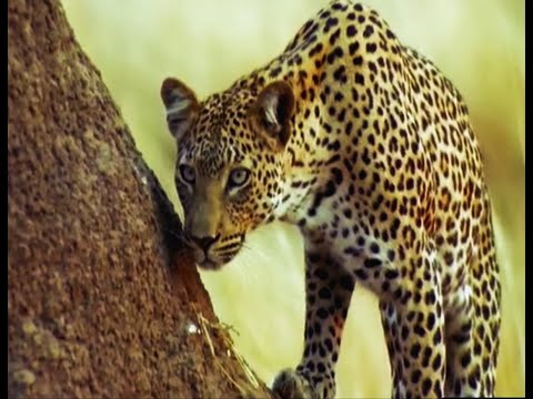 Zimbabwe Safari Guides in Training | Wild & Dangerous | BBC Earth