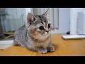Here’s a kitten who watches anime more intently than its owner…