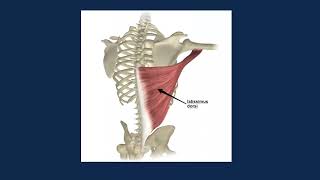 Beth Teaches Bodywork - Latissimus Dorsi in Brief