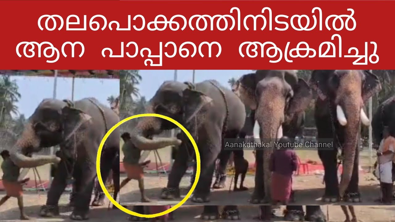Видео нападения слона Cherpulassery ananthapadmanabhan