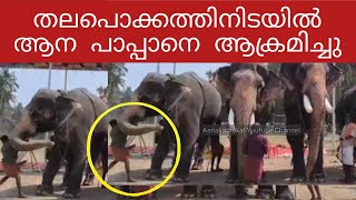 അനയകണട തലപകകകകനനതനടയൽ ആനയടഞഞ Elephant Attack Video Cherpulery Ananthapadmanabhan