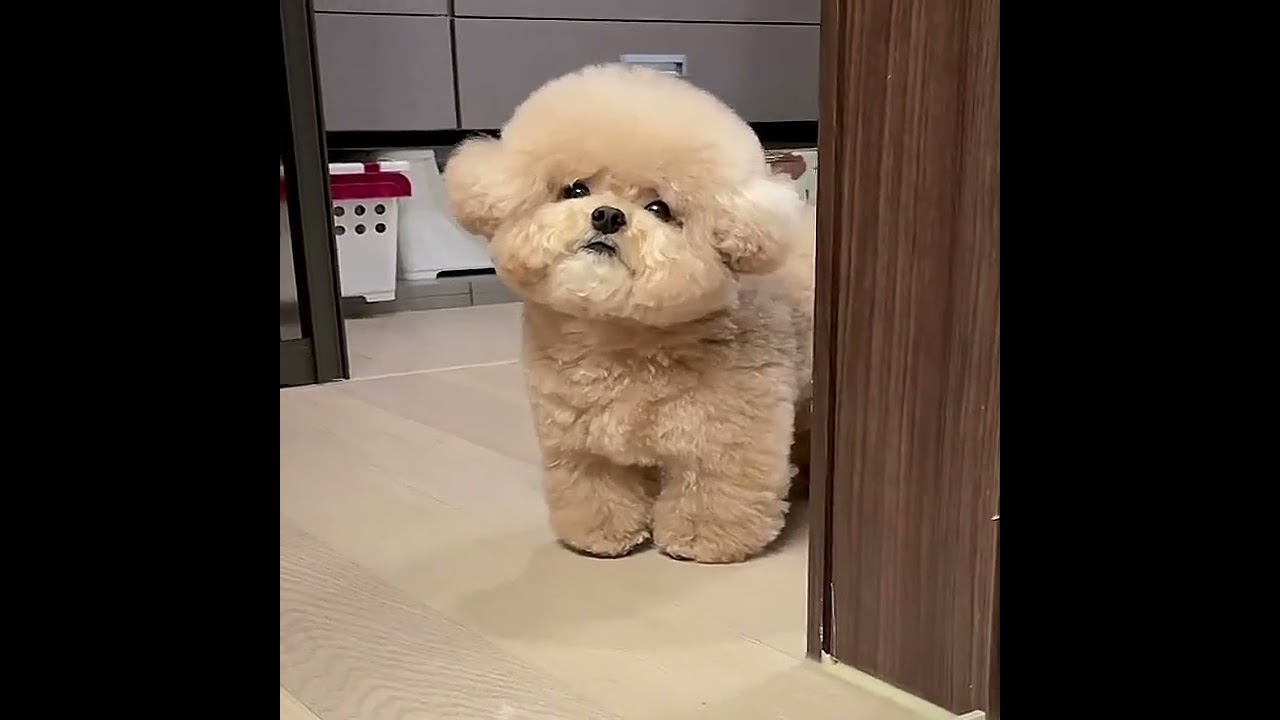 Unforgettable Toilet Fairy Visits! 