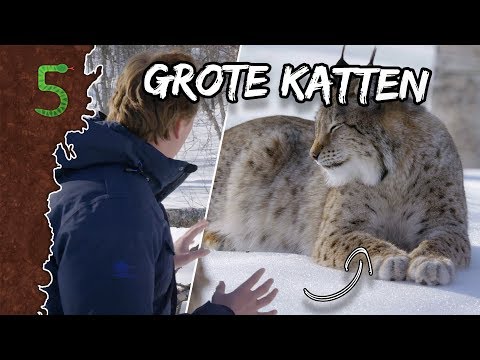 Video: Alles Over Junglekatten