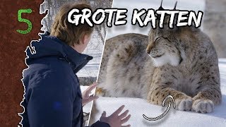 Freeks 5  WAAROM FLUISTER IK BIJ DEZE KATTEN??