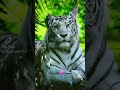 ❤️🐈‍⬛💘❤️🙏🏼&quot;Sois Patient avec Toi même🙏🏼&quot;❤️🌞Bel après-midi à Tous🌞❤️