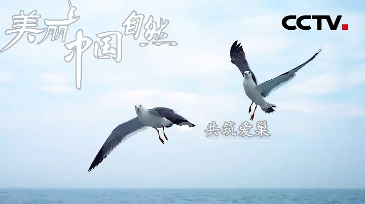 頗為壯觀！成群的海鷗在海面上翻飛著 長島萬鳥島彷彿是海鷗的王國 《美麗中國自然》長島系列【CCTV紀錄】 - 天天要聞