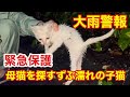 大雨警報の中母猫を探して鳴く子猫をほごしました【子猫】【保護猫】【大雨警報】