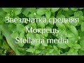 Звездчатка средняя. Мокрець. Stellaria media