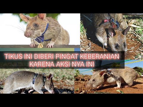 Video: 10 Pelajaran Pelancong Daripada Seorang Pengembara - Rangkaian Matador