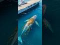 Capture de la vidéo Aircraft Carrier Rescues A Blue Whale