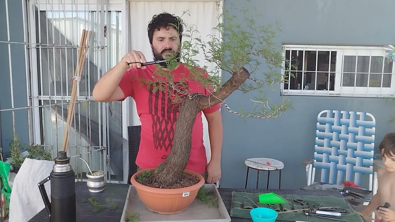 LN T5E19 Otro Espinillo Acodado. Más Podas y Arreglos. Vachellia caven