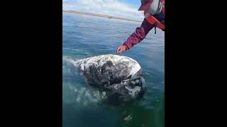 🔥 Whale let boat Captain to remove lice from his head #viral #reels #everyone #youtubeshorts